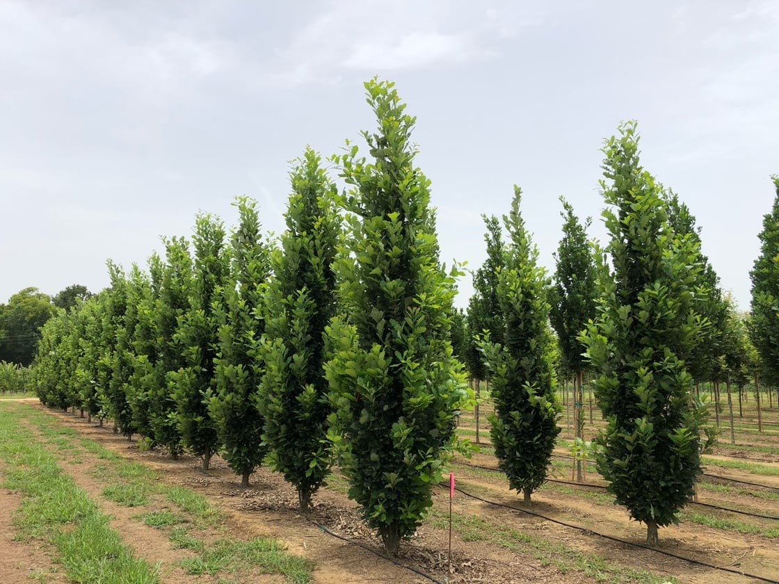 Quercus Kindred Spirit Oak Row 3