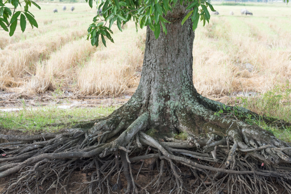 exposed tree roots