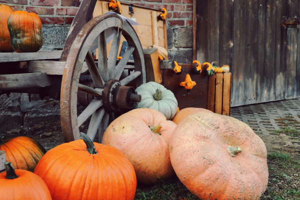 fall firtilization 