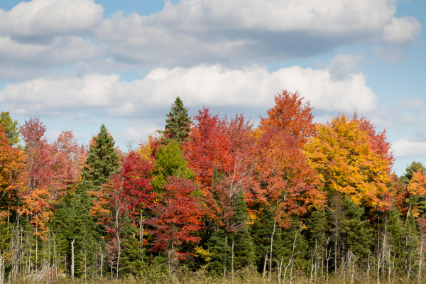 maple trees 