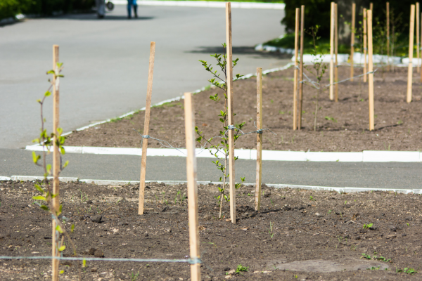 newly planted tree 